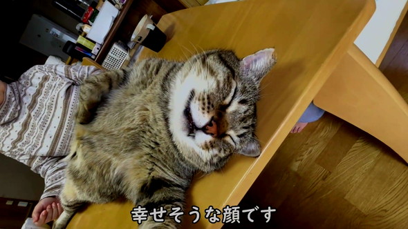 おっさん猫