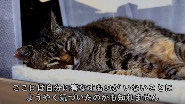おっさん猫
