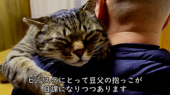 おっさん猫