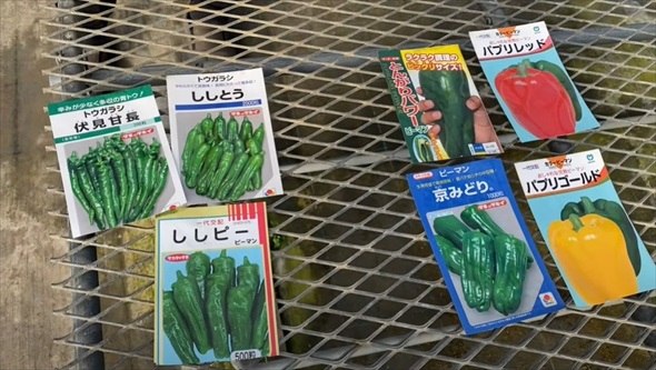 2月に植えると最高な野菜