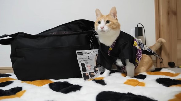 ドンキの猫用福袋