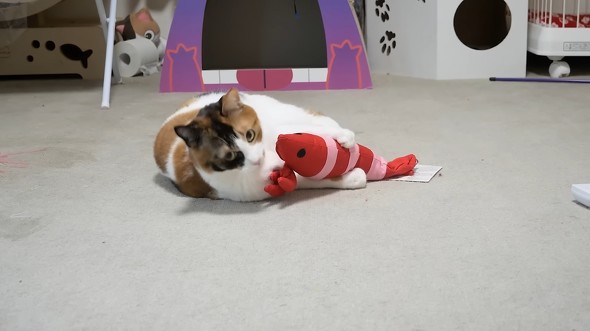 けりぐるみで遊ぶニャンコ