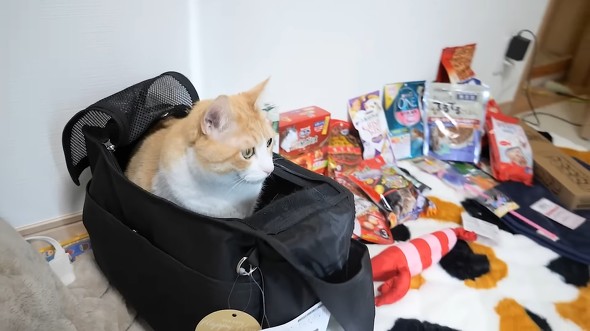 福袋の中身を並べた画像