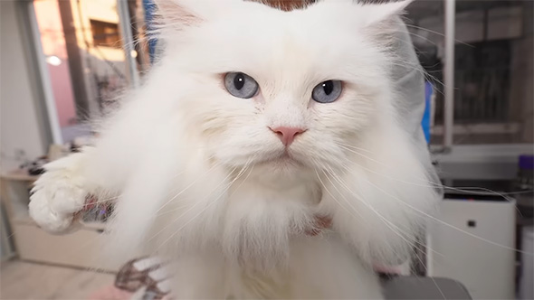 目を開けた白猫のアップ