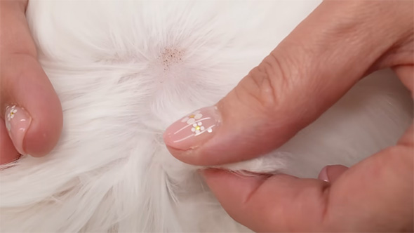 白猫の毛の根元と指