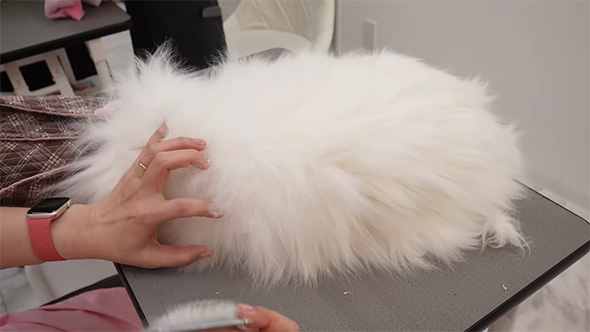 ボサボサの白猫