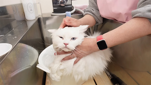 シャンプー中の白猫