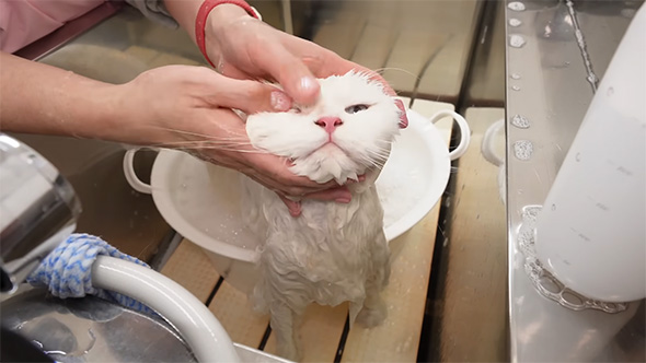 顔を洗われている白猫