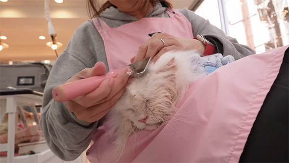 気持ちよさそうにブラッシングされるタオルで包まれた白猫