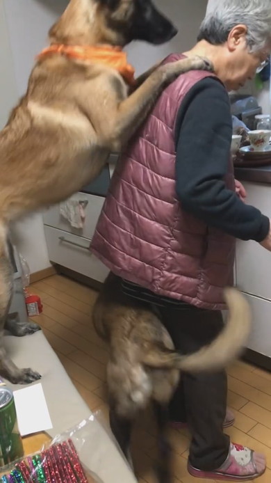 おばあちゃんにおんぶをねだるワンコ