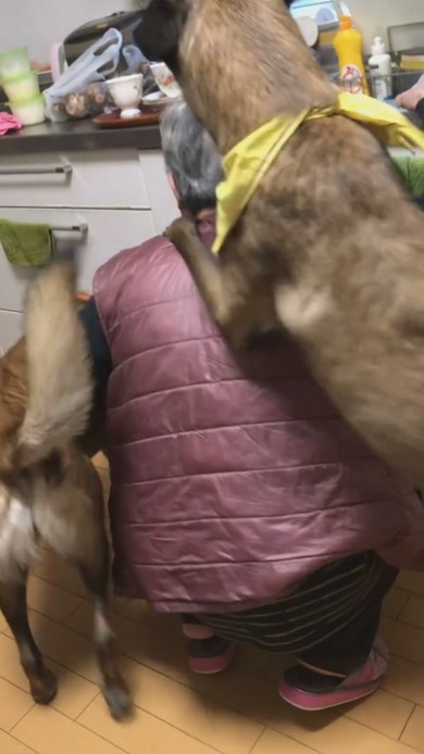 おばあちゃんにおんぶをねだるワンコ