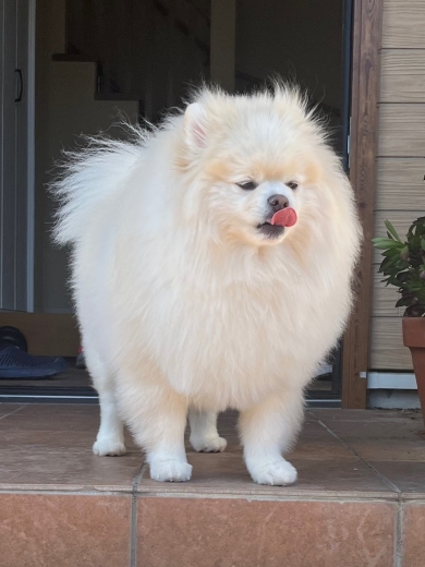 ポメラニアンのちくわくん