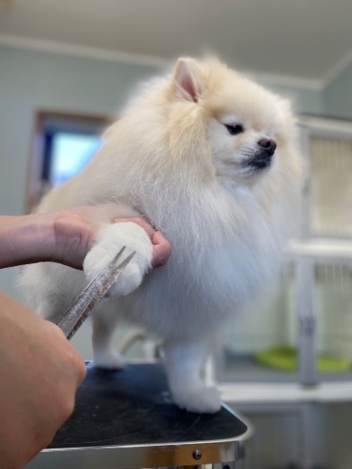 ポメラニアンのちくわくん