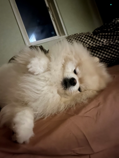 ポメラニアンのちくわくん