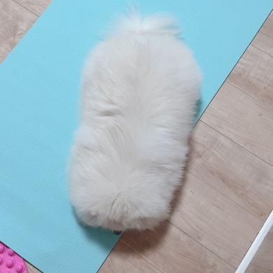 ポメラニアンのちくわくん