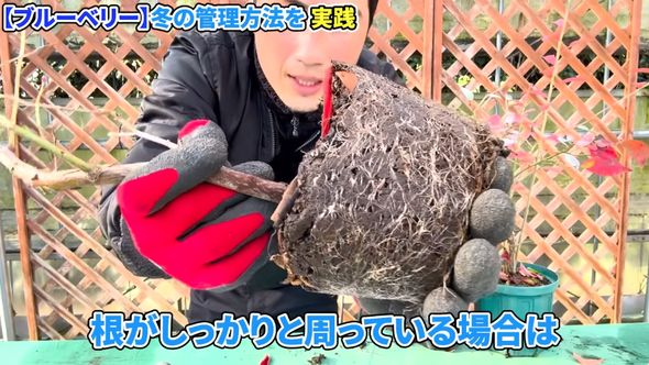 ブルーベリーの実つきを良くするために植え替え方をレクチャー