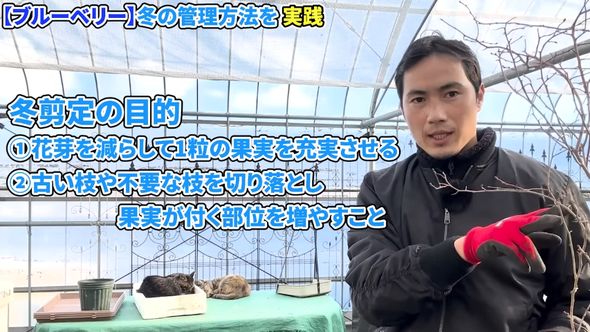 冬にブルーベリーの株を手入れする目的