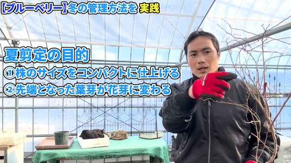 夏にブルーベリーの株を手入れする目的