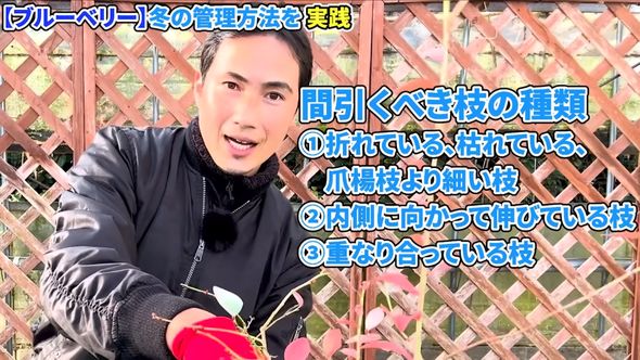 間引くべきブルーベリーの枝は3種類