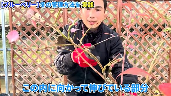 内側へ向かって伸びている枝を間引く