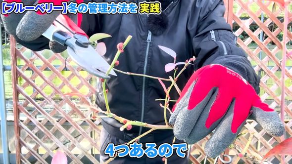 花芽を半分残してカット