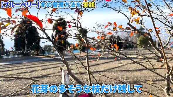 間引き方の例として地植えのブルーベリーを手入れする