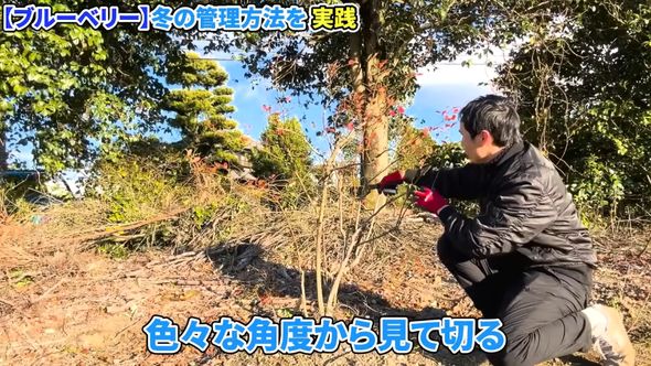 不要な枝を見抜くためさまざまな角度から観察する