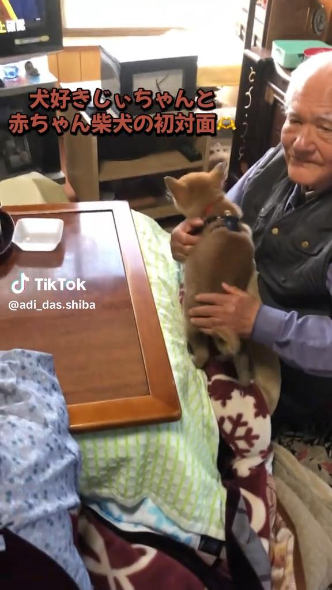 おじいちゃんと小柴犬の初対面