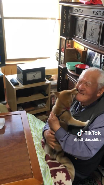 おじいちゃんの鼻をなめる柴犬