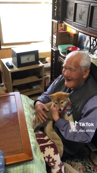 やおじいちゃんに抱っこされる柴犬