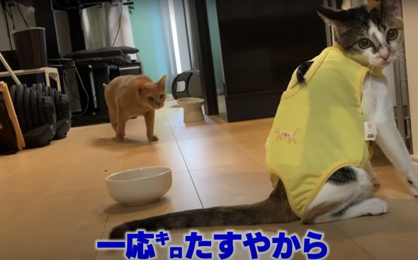 避妊手術を終え退院した猫
