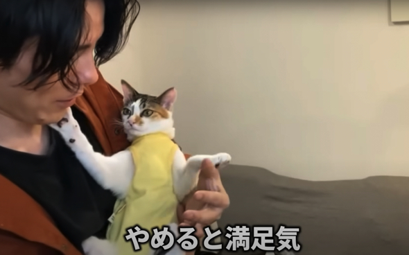 配信をやめると満足そうな猫