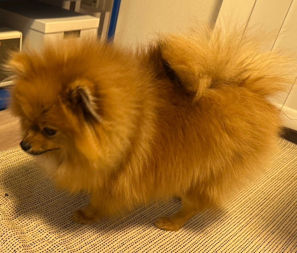 ポメラニアンのみかんちゃん
