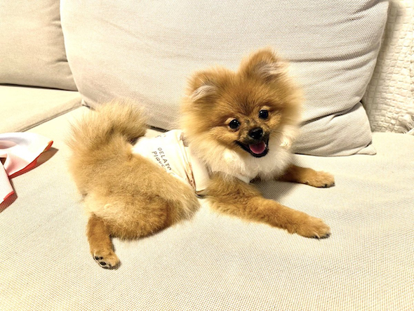 白い耳毛を持つみかんちゃん