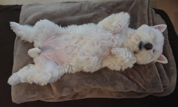 見事なヘソ天を披露