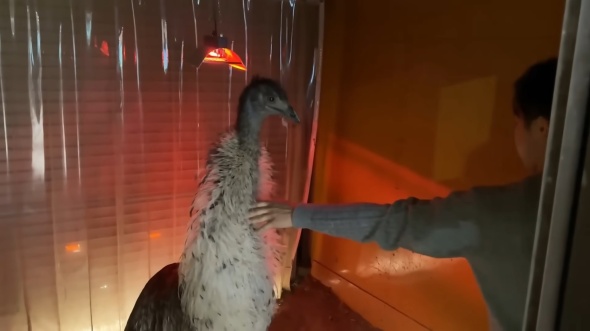 室内で待つまめちゃん