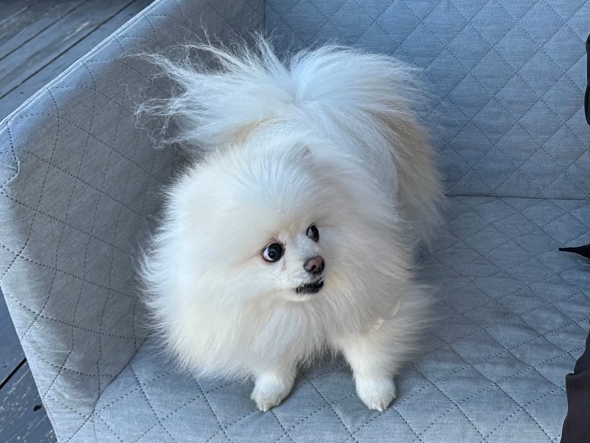 パパの膝をとられたワンコ