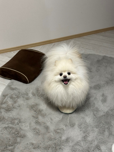 パパの膝をとられたワンコ