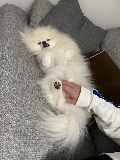 パパの膝をとられたワンコ