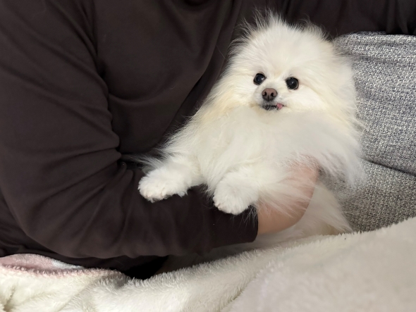 パパの膝をとられたワンコ