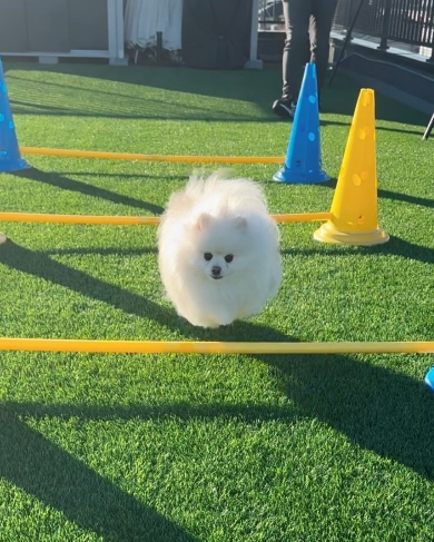 パパの膝をとられたワンコ