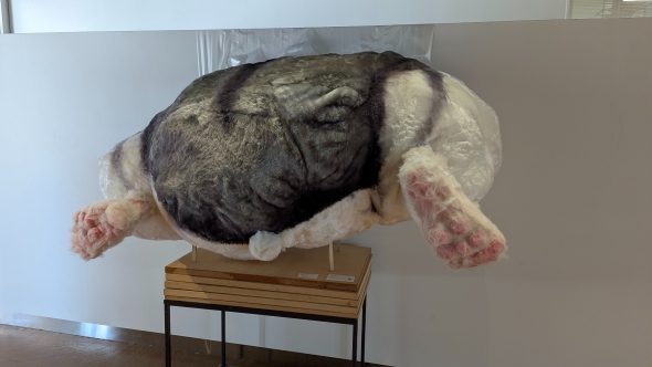 巨大なハムケツ