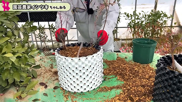 白い鉢