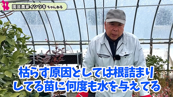 枯らす原因