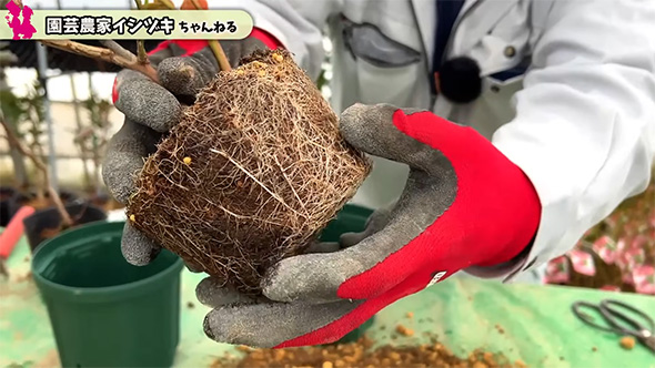 詰まった根に手を添える