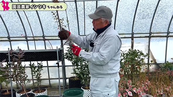 根をほぐすところ