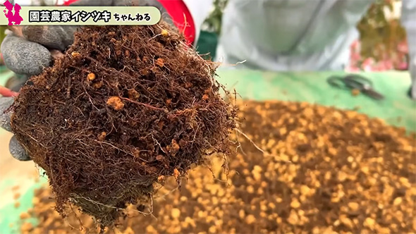 ほぐされた根