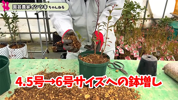 鉢増し