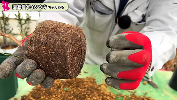詰まった根、手は離れている