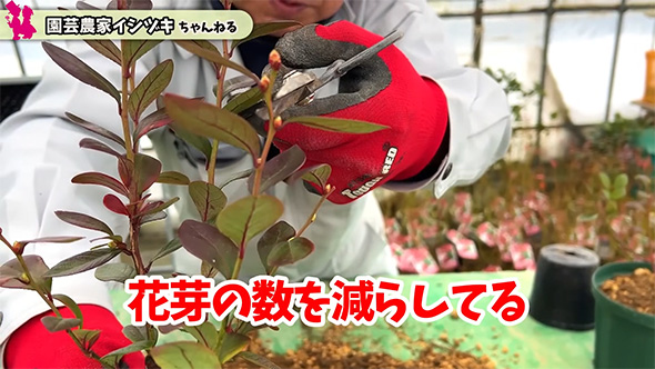 花芽の数を減らしている